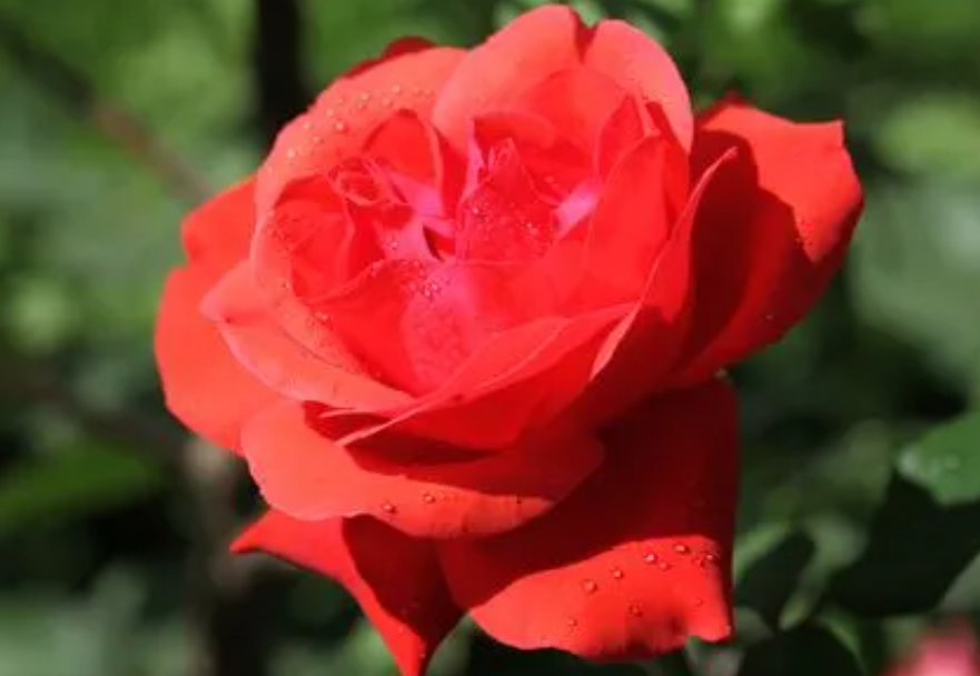 上海的市花是什么