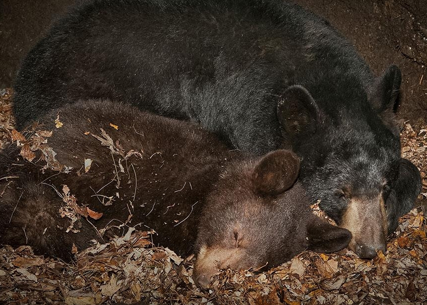 动物过冬的方式