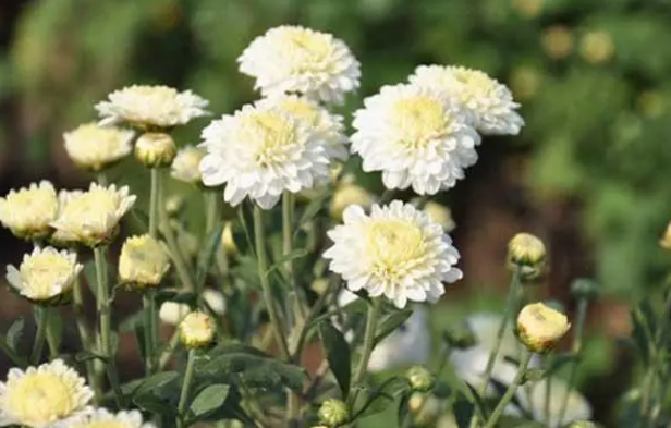 净化室内空气的植物