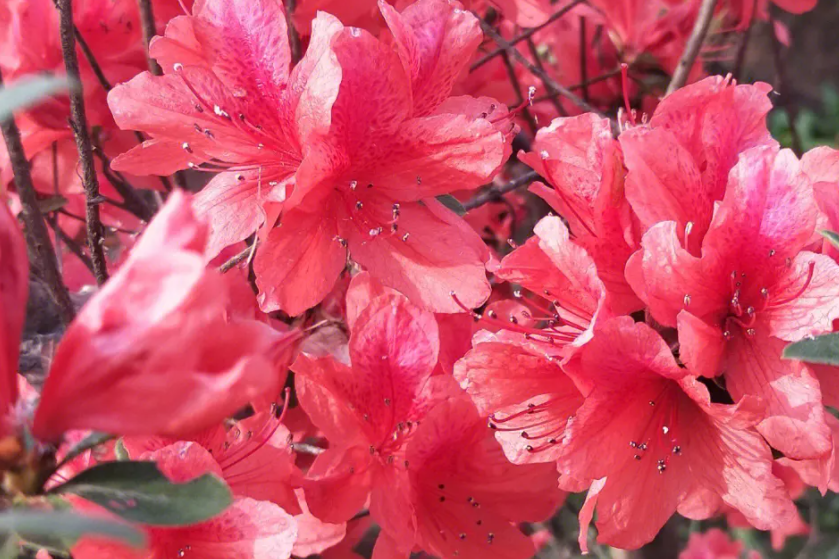 昆明的市花是什么