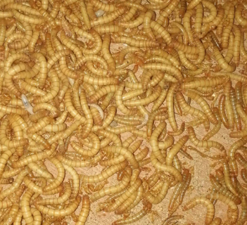 黄粉虫养殖技术