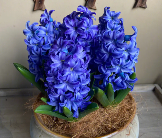 风信子种球怎么养