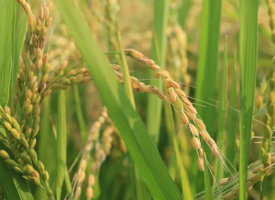 水稻病虫害防治