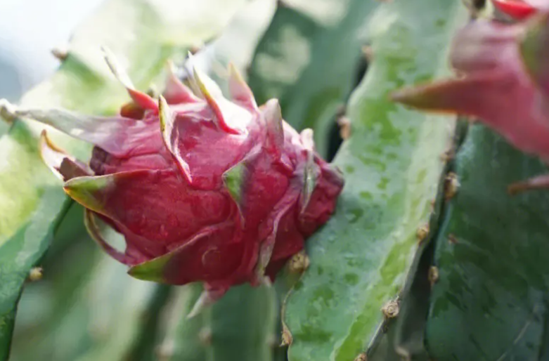 如何种植火龙果