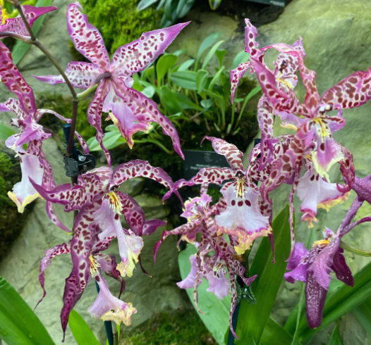 花中第一流指的是什么花