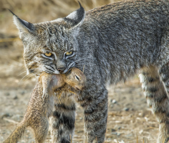 那种动物的瞳孔是长方形的
