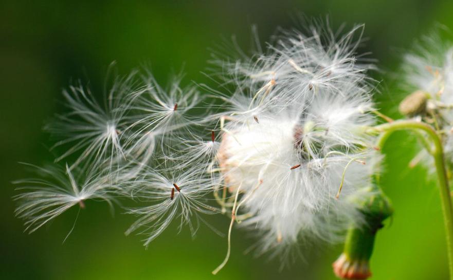 写植物传播种子的方法