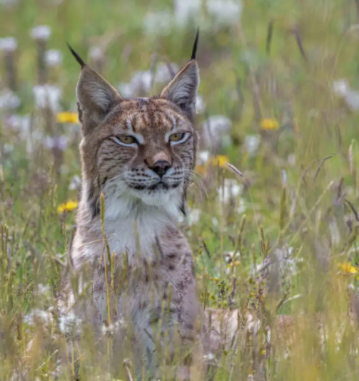 瞳孔是长方形的是哪种动物