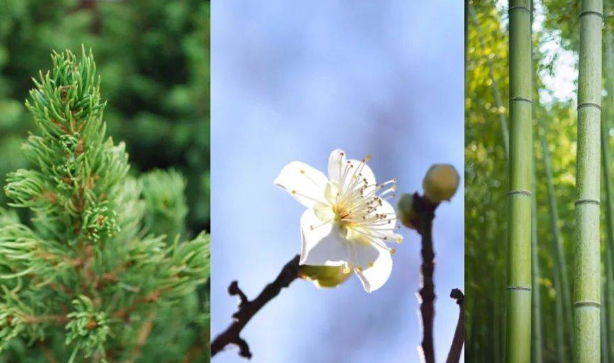 岁寒三友图是哪三种植物