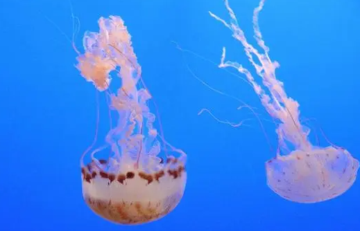 海蜇是水母吗