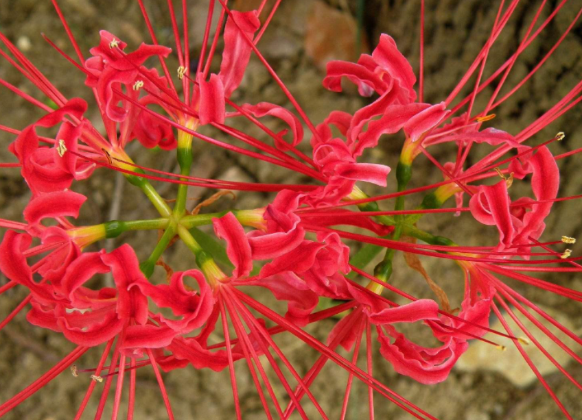 彼岸花为什么不能养