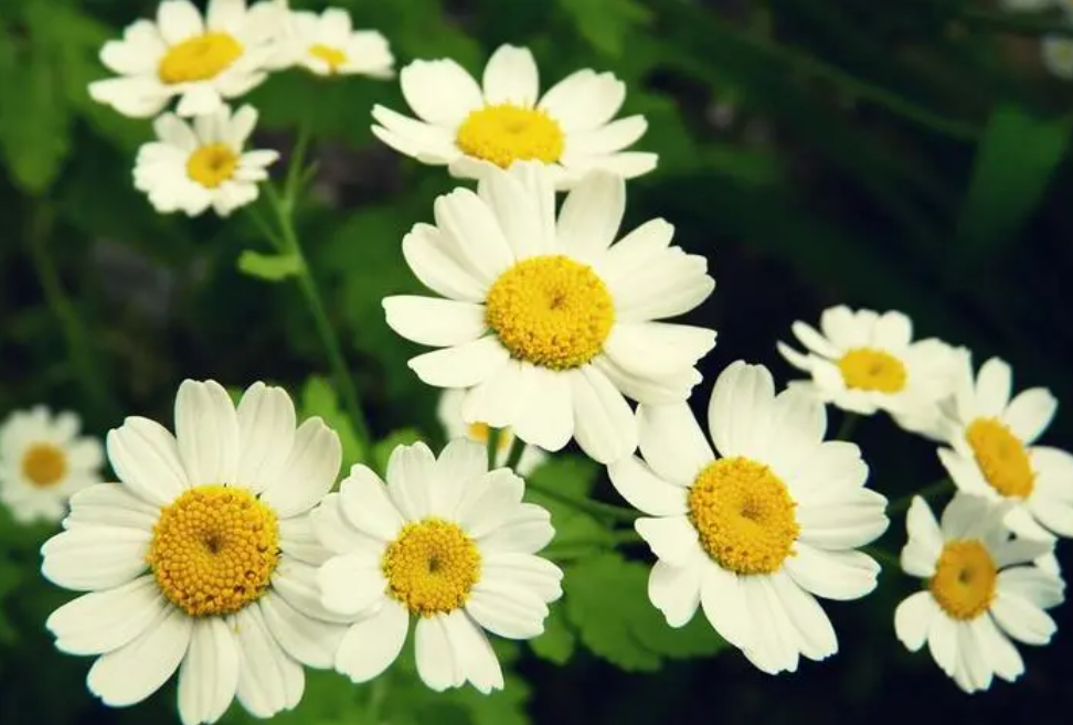 雏菊的花语