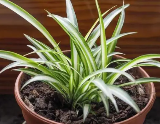 吊兰的养殖方法和注意事项