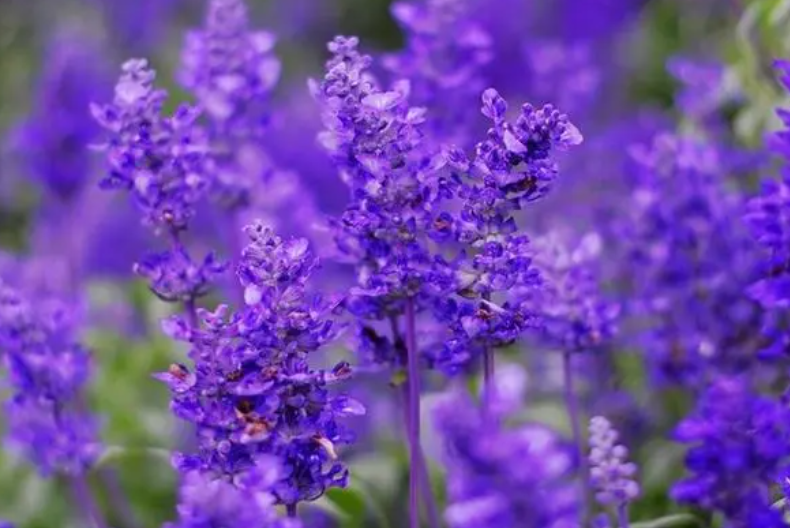 薰衣草什么时候开花
