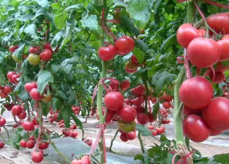 西红柿种植技术与管理