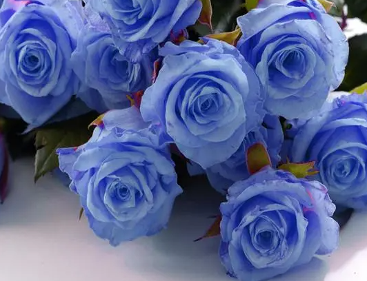 蓝玫瑰的花语