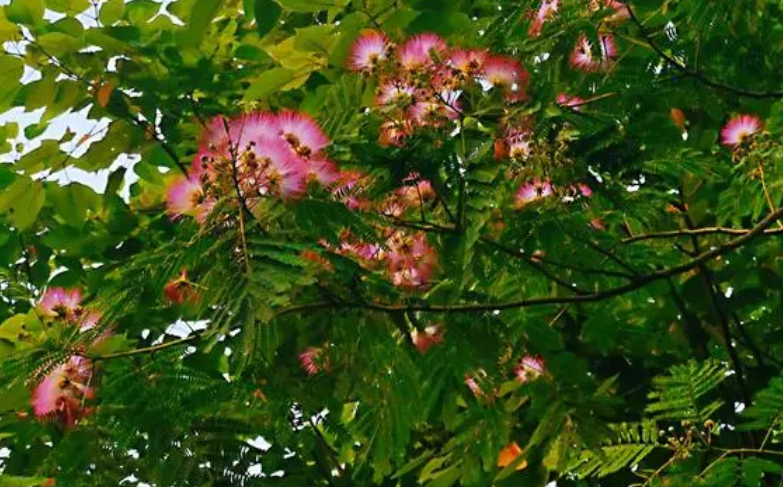 合欢树的象征意义