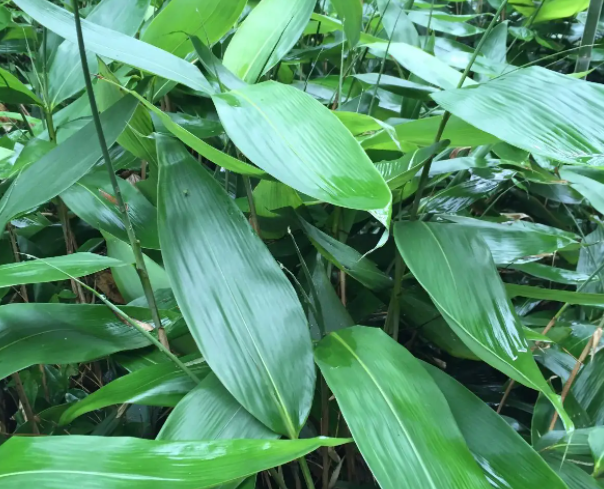 粽叶是什么叶子