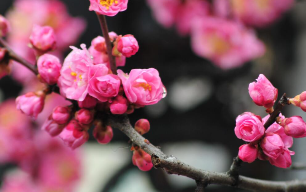 梅花的特点和精神