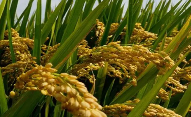 杂交水稻的意义