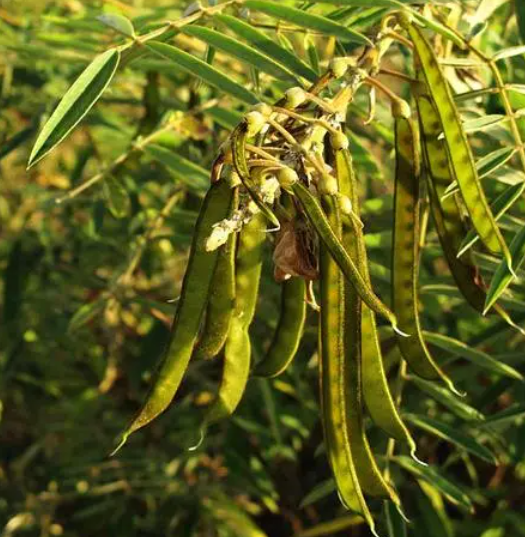 豆科植物有哪些