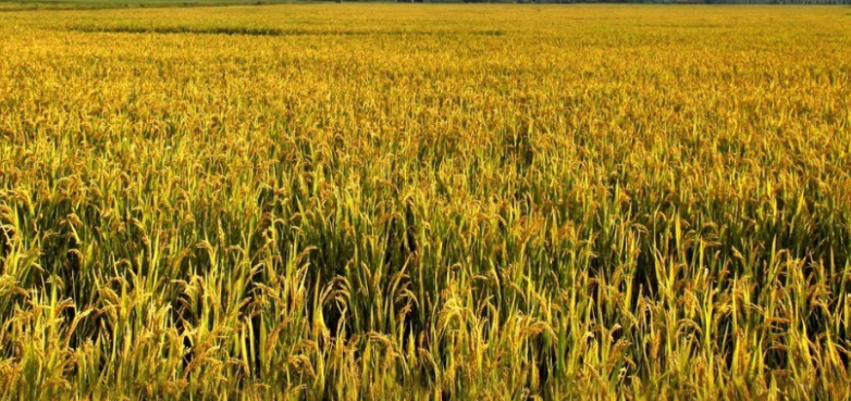 芒种种植什么农作物