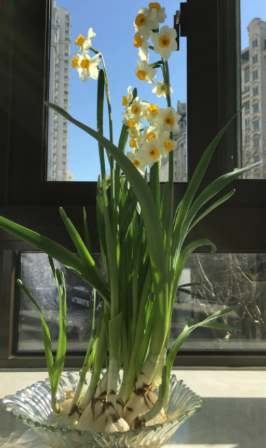 水仙花几点开花