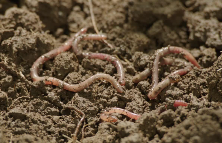蚯蚓的生活环境