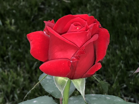 花坛适合种什么花
