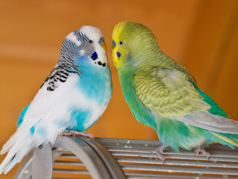 虎皮鹦鹉怕冷吗