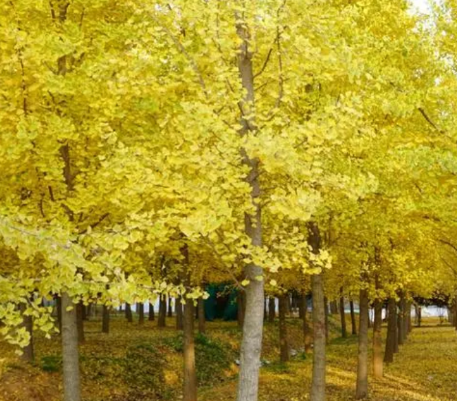 银杏树种植