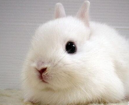 宠物兔的寿命