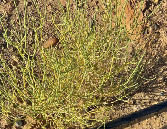 梭梭树是什么树