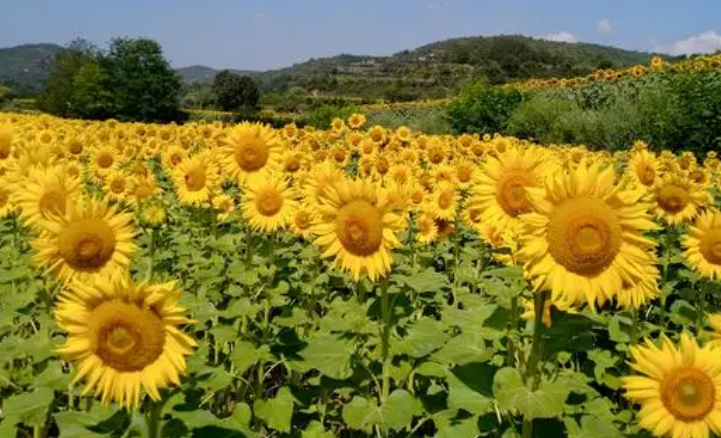 向日葵会一直跟着太阳转来转去吗