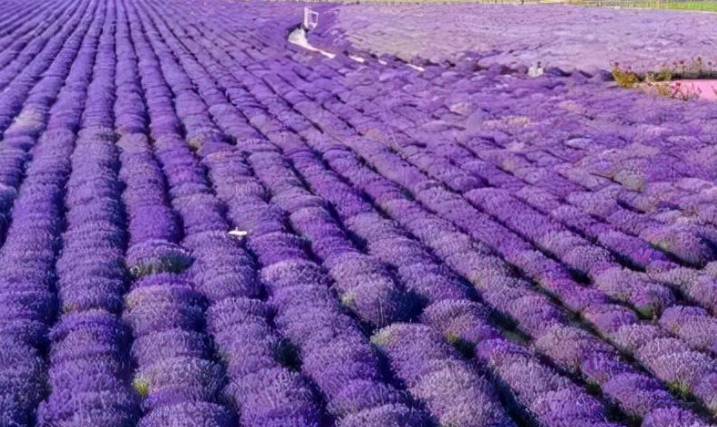 薰衣草种植基地