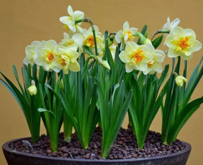 水仙花在一天的几点钟开花