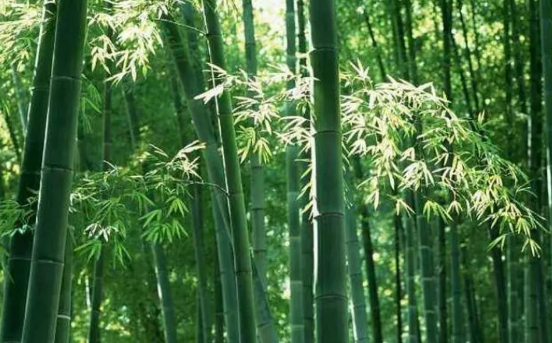 竹子的品质和精神