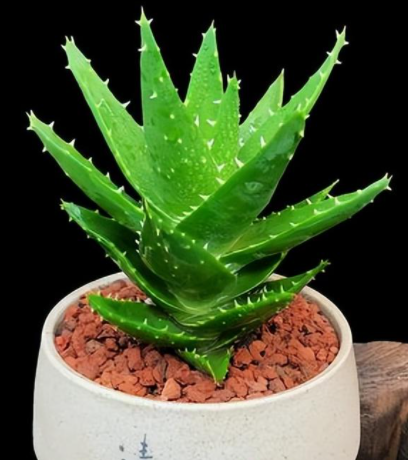 芦荟的养殖方法和注意事项