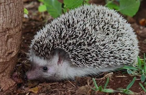 刺猬的生活习性