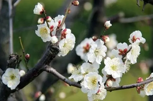 梅花象征着什么意义