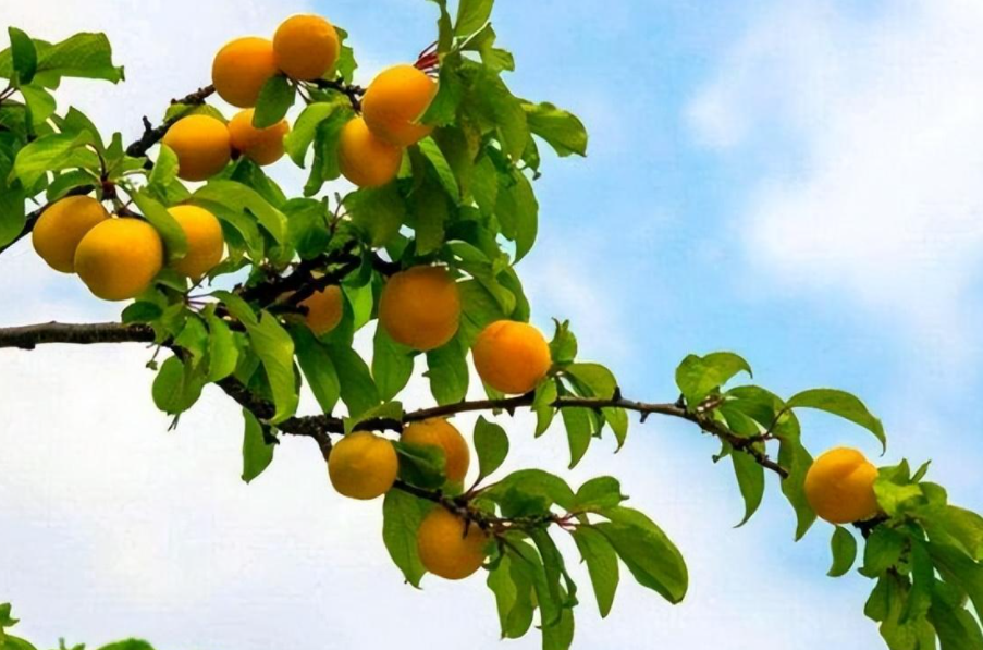 梅子黄时是什么季节