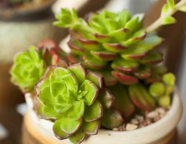 瘦高花盆适合种什么花