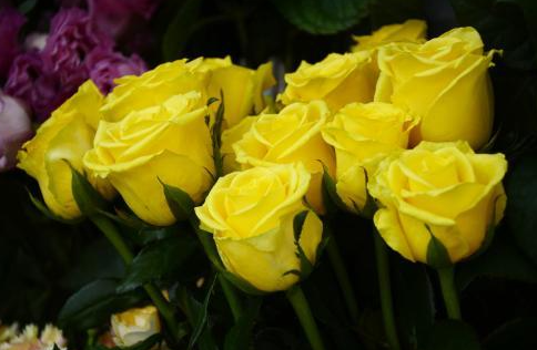 黄玫瑰代表什么意思