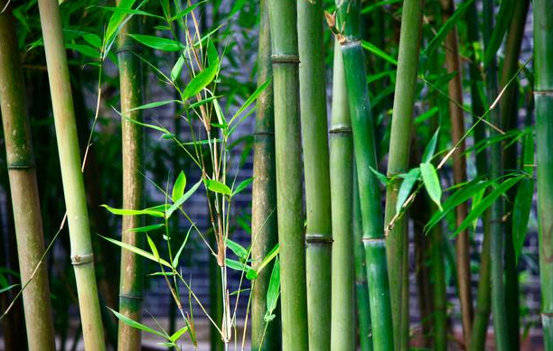 竹子的特点和品质