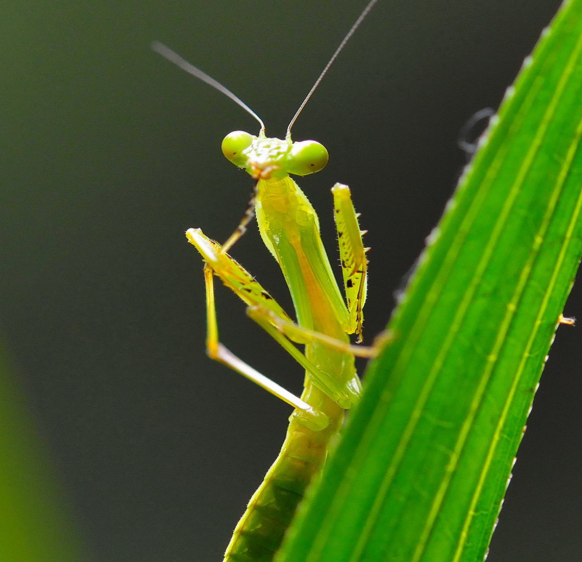 螳螂吃什么食物
