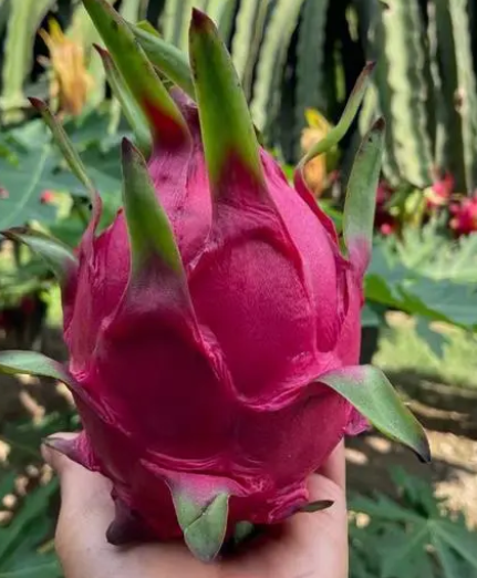 火龙果种植方法