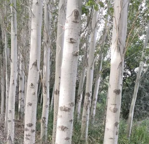 白杨树的象征意义