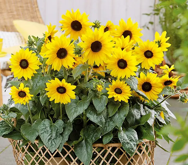 什么花在夏天开