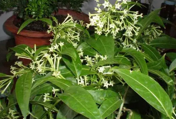 夜来香的养殖方法