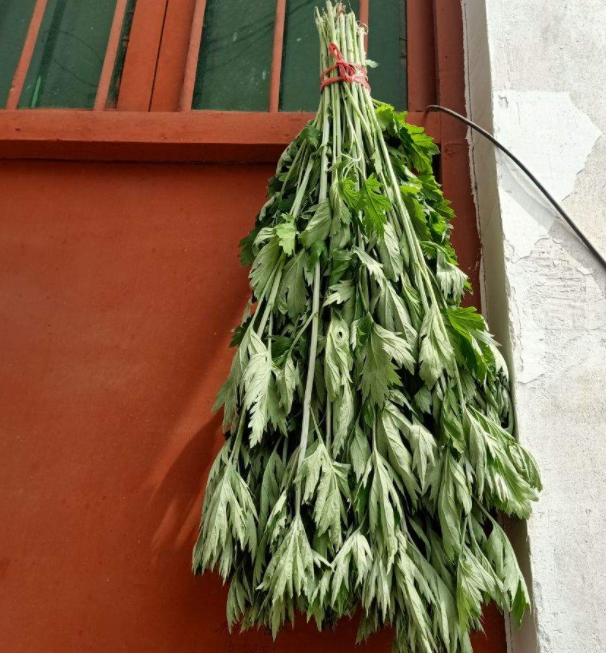 端午节为什么要挂艾草